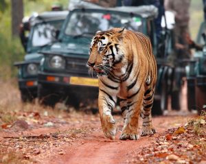 Ranthambore Wildlife Sanctuary