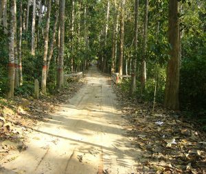 Satchari Reserved Forest