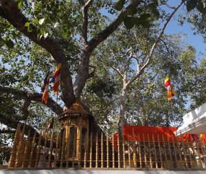 Sri Maha Bodhi Tree