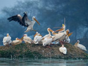 Birding in North India
