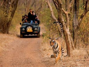 North India Tiger Trail