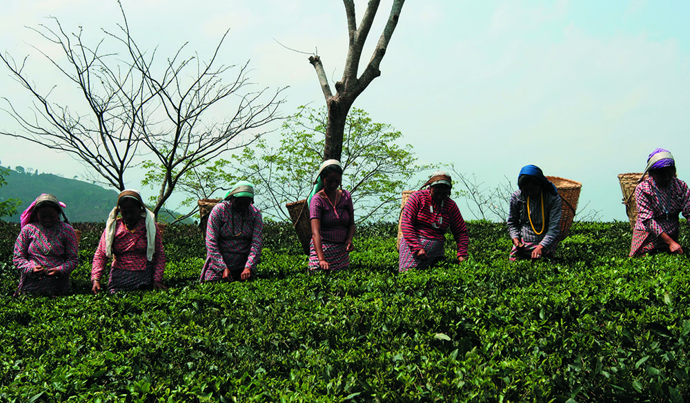 Darjeeling Tea Garden