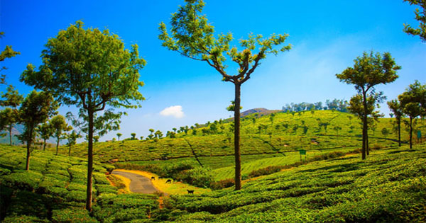 Nilgiri-Tea-Plantation-Tamil-Nadu