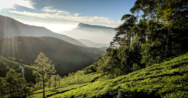 Tea Plantations Of Kerala