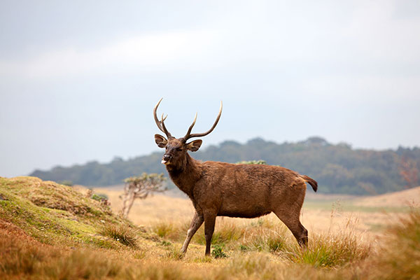 Horton Plains National Park