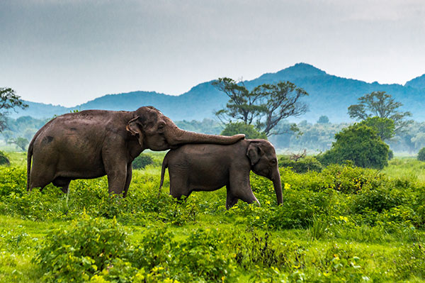 Minneriya National Park