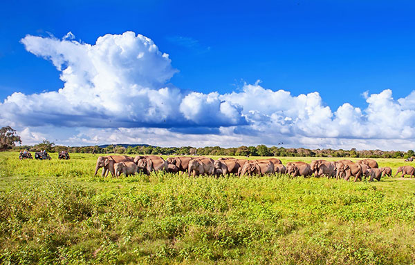 Minneriya National Park