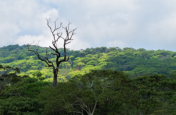 Sinharaja Forest Reserve