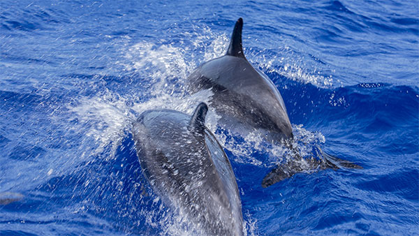 Whale watching activity