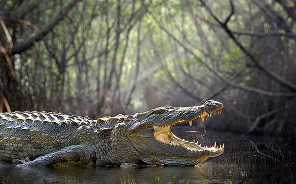 Wilpattu National Park