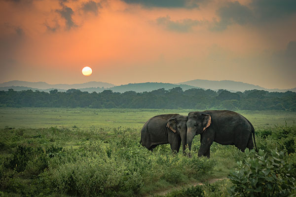 Yala National Park