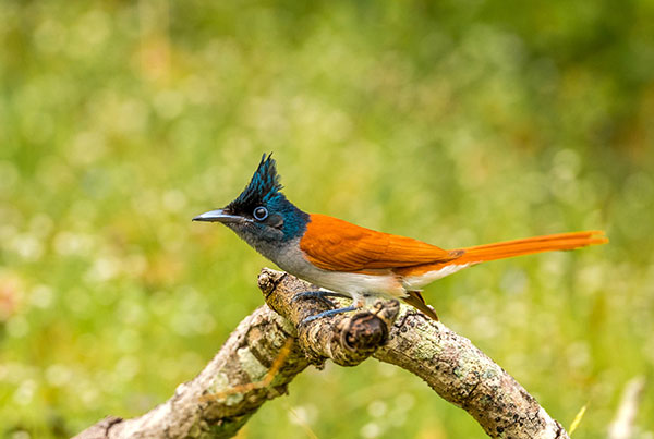 Bundala National Park