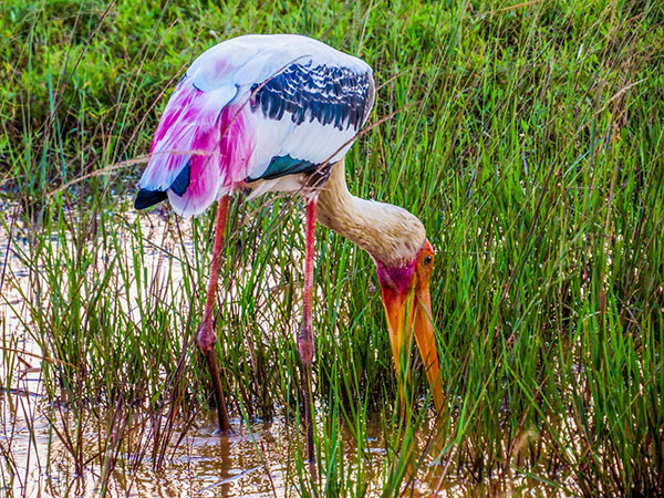 Yala National Park