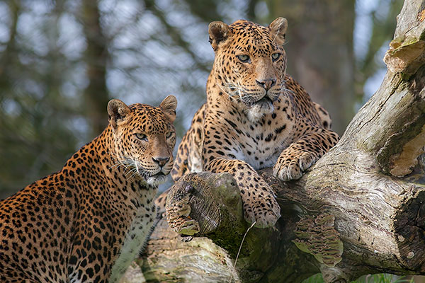 Yala National Park
