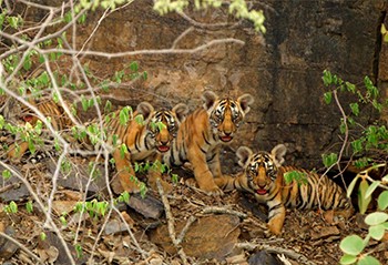 Good news : The Tigress Gave Birth to Four Cubs in Ranthambore National Park