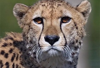 Jim Corbett tiger reserve is now a year-round tourism destination