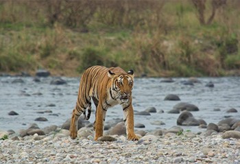 Jim Corbett tiger reserve is now a year-round tourism destination