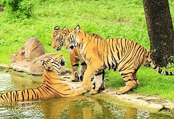 Rajasthan to do feasibility test for a fifth tiger reserve at Kumbhalgarh