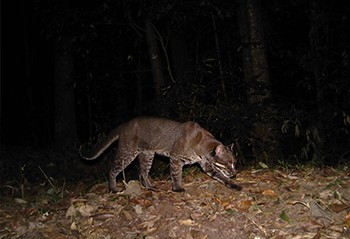Bhutan records two new different color morphs of Asiatic Golden Cat